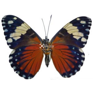 Red cracker butterfly